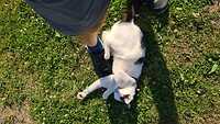 Poes op camping