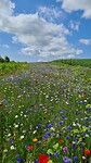 Bloemen weelde