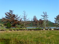 veel ruig weiland tussen de bomen