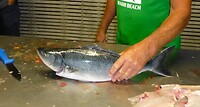 een Bleu Cod, behorend tot de familie baars-achtigen