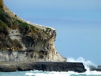 Muriwai Beach met Jan van Genten op de klif en een woeste zee