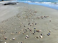 het strand ligt bezaaid met prachtige grote schelpen