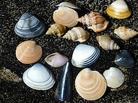 een selectie van de gevonden schelpen