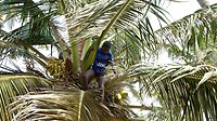 de kokospalm wordt voor ons geplunderd