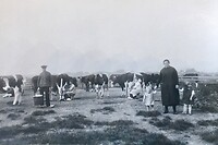 Arie Langhout en Risje van Bemmel melken de koeien