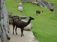 Lama's