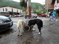 Straat honden met voeder plaats
