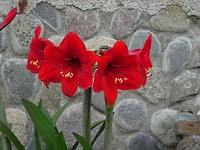 Amaryllis