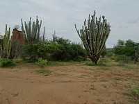 Tatacoa,  cactus