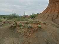 Tatacoa,  cactussen