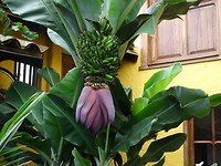 Bloem van bananen plant in de tuin van het hotel
