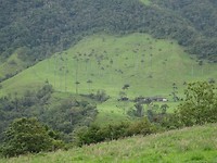 Cocora vallei