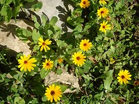 Volubilis