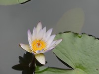 Bloem in de vijver bij het hotel