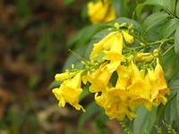 Bloem in de tuin van het hotel