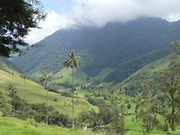 Cocora vallei