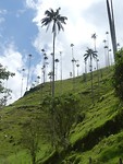Cocora vallei