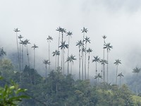 Cocora vallei,  waspalmen