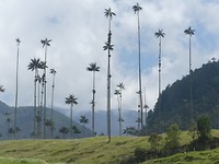 Cocora vallei,  waspalmen