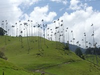 Cocora vallei