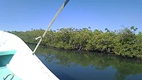 Mangrovebossen