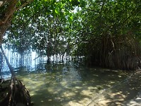 Stukje mangrove