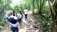 Jungle walk