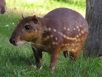 Gibnut