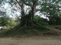 Grote boom langs de rivier