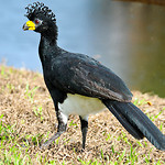 Great Curasow
