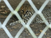 Margay