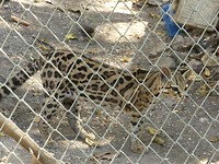 Ocelot met een geamputeerde voorpoot