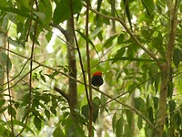 Geelbroekmanakin