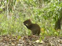 Agouti