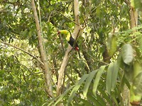 Zwavelborsttoucan