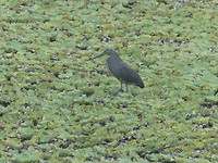 Kleine blauwe reiger