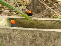 Geelbroekmanakin