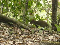 Agouti