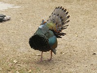 Ocellated kalkoen