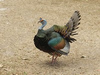 Ocellated kalkoen