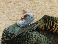 Ocellated kalkoen