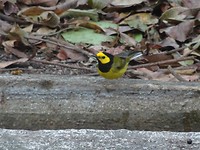 Hooded warbler, geelmasker zanger