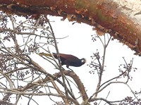 Montezumaoropendola