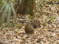 Agouti