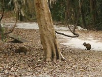 Agoutis