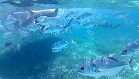 Horse eyed jacks en nurse sharks