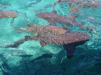 Nurse sharks