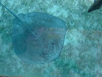 Spotted eagle ray
