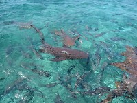 Nurse sharks