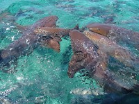 Nurse sharks